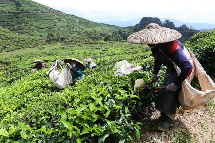 IPO rantai teh Cina dan dampaknya pada individu