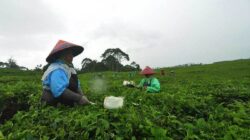 IPO rantai teh Cina dan dampaknya pada individu