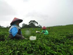 IPO Rantai Teh Cina Dampak pada Individu dan Pasar