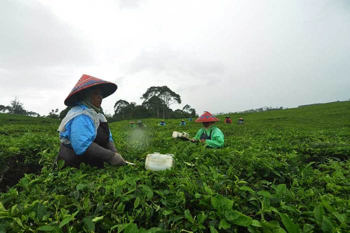 IPO rantai teh Cina dan dampaknya pada individu