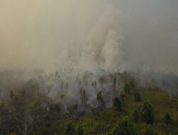 Dampak Asap Kebakaran Hutan Israel pada Negara Tetangga