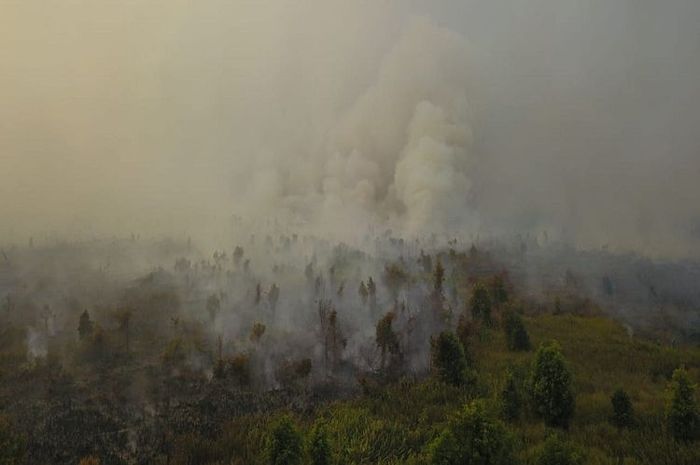 Kebakaran hutan riau kesehatan bagi asap potensi kalimantan kompas dampaknya apa darurat halosehat iritasi hingga dampak kanker parah provinsi selain Dampak asap kebakaran hutan israel terhadap negara tetangga