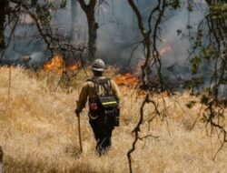 Dampak Kebakaran Hutan Israel terhadap Kesehatan Masyarakat